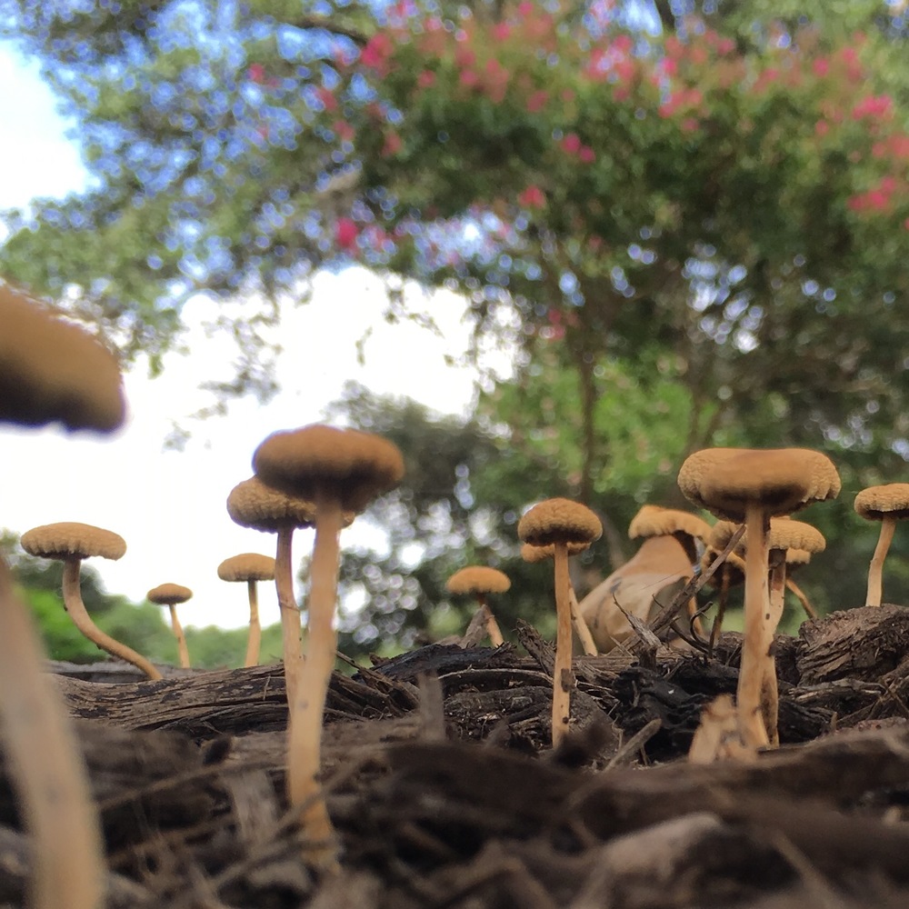 On the Ground with Mushrooms